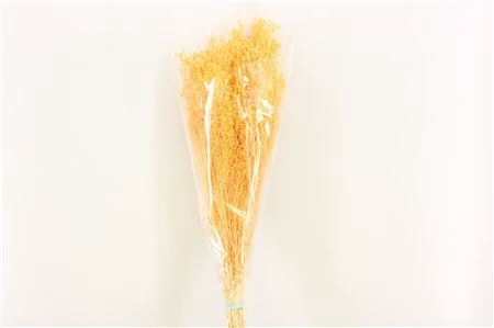 Dried Brooms Soft L Yellow Bunch