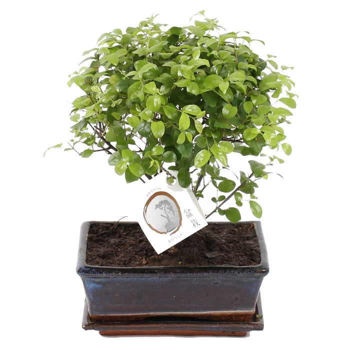 <h4>Bonsai 'Sageretia' in ø20cm Ceramic Ball Shape with Saucer</h4>