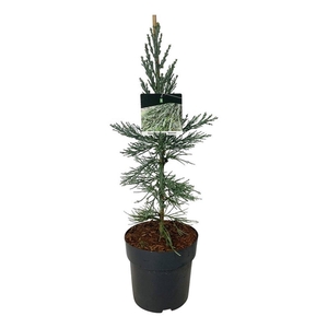 Sequoiadendron gig. 'Glaucum'
