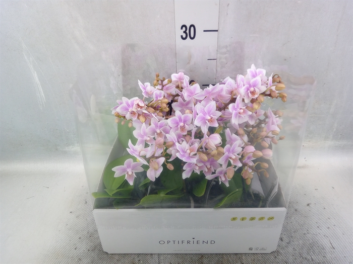 <h4>Phalaenopsis multi.   ...rose</h4>