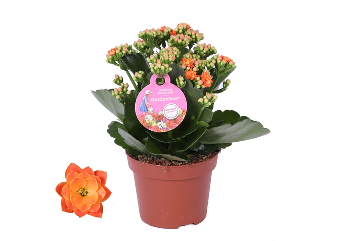 <h4>Kalanchoe Gardenlina 12cm orange</h4>