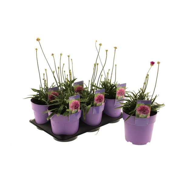 <h4>Armeria Ballerina Lilac</h4>