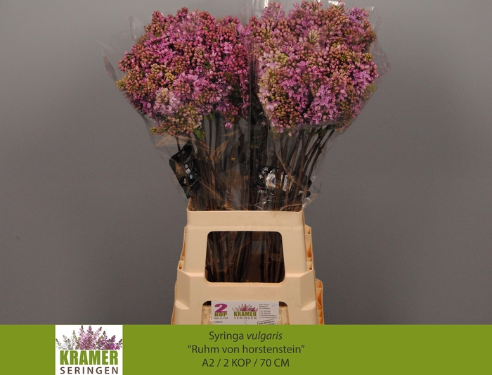 <h4>SYR V R V HORSTENST</h4>