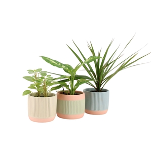 7501109: Solutionss Serenity Groenmix Greenss