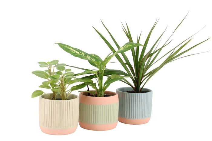 <h4>7501109: Solutionss Serenity Groenmix Greenss</h4>