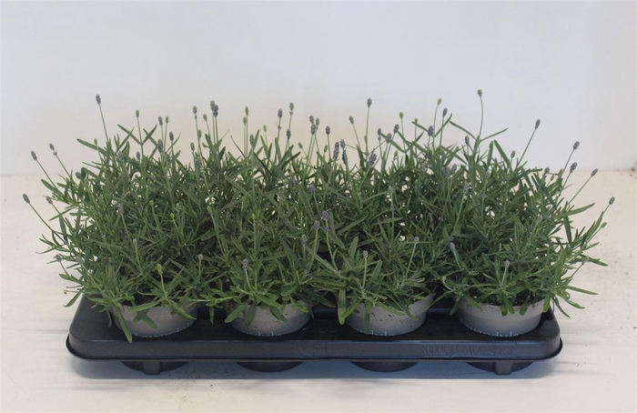 arr8 Lavan An Essence Pur