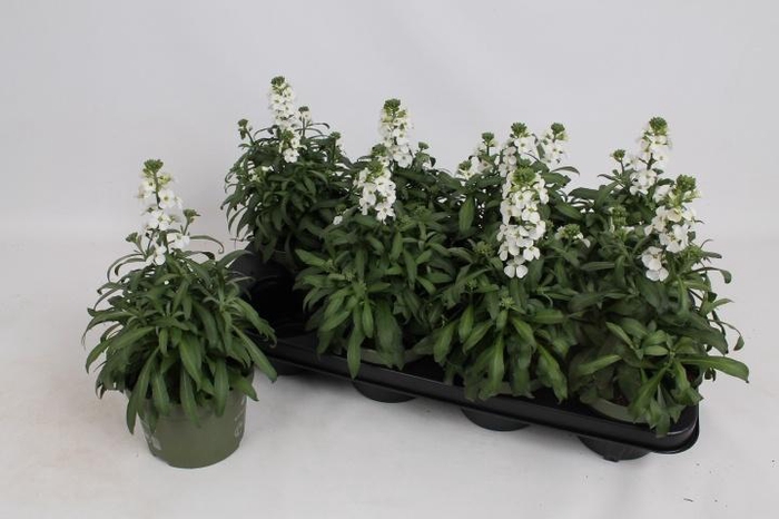 <h4>ERYS LEY WHITE</h4>