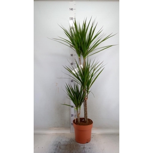 Dracaena marg.