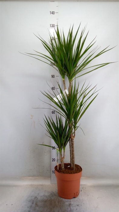 <h4>Dracaena marg.</h4>