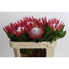 Protea Cynaroides Madiba