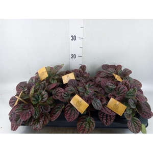 Peperomia