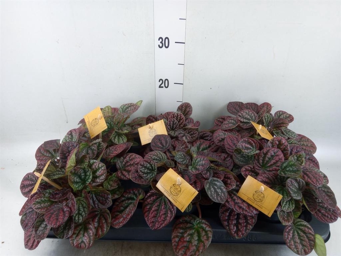<h4>Peperomia</h4>
