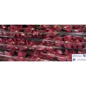 CYMB T MRS MARIE CLA