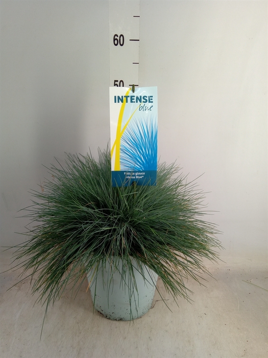 <h4>Festuca glauca 'Intens Blue'</h4>