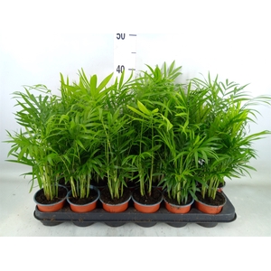 Chamaedorea elegans