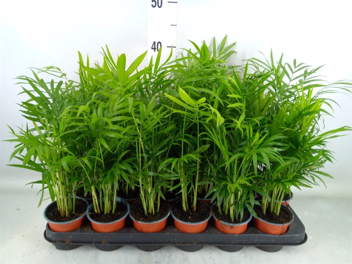 <h4>Chamaedorea elegans</h4>