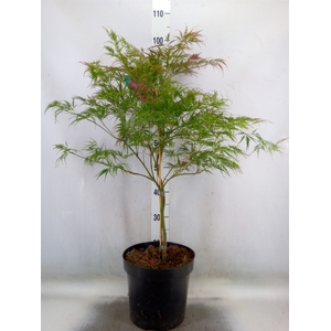 Acer palmatum 'Garnet'
