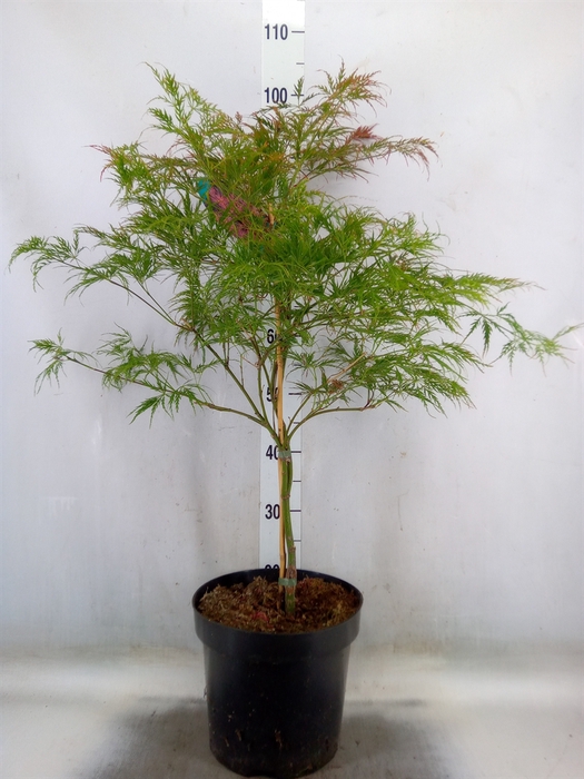 <h4>Acer palmatum 'Garnet'</h4>