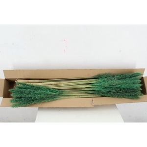 DF Pampas Silvy D.Green