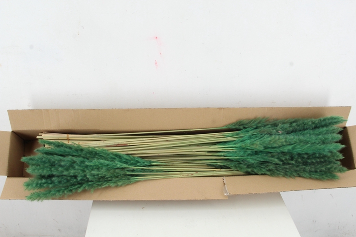 DF Pampas Silvy D.Green