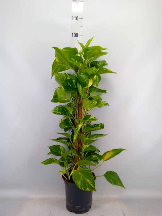 <h4>Epipremnum pinn.   ...moss stick</h4>