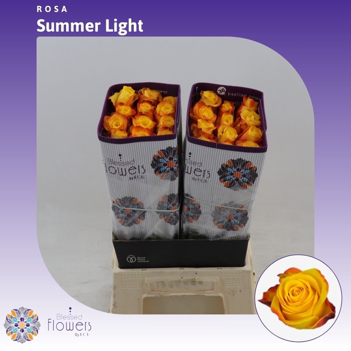 <h4>Rosa gr Summerlight</h4>