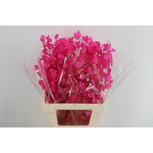 DF Lunaria silverleaf Bs Cersie