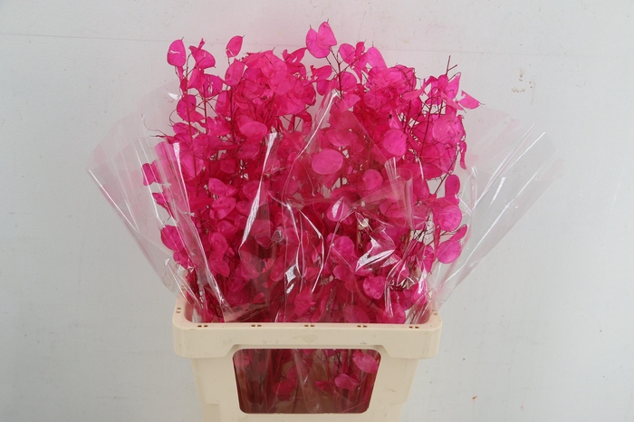 <h4>DF Lunaria silverleaf Bs Cersie</h4>