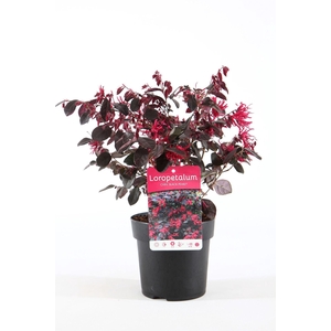 Loropetalum