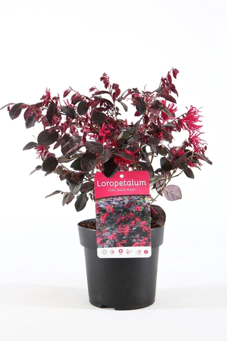 <h4>Loropetalum</h4>