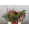 BQ Protea Cynaroides SFB