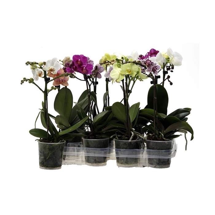<h4>Kolibri Orchids Phalaenopsis Mix 1 spike no label</h4>