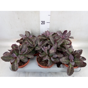 Kalanchoe NF marmorata 'Partridge'