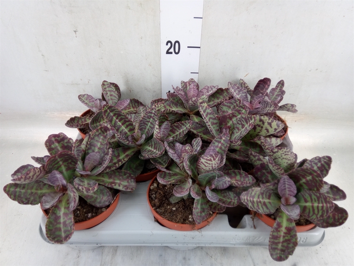 <h4>Kalanchoe NF marmorata 'Partridge'</h4>