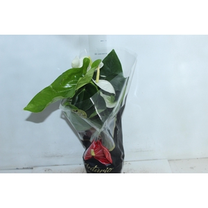 ANTHURIUM ALASKA P17 PREMIUM