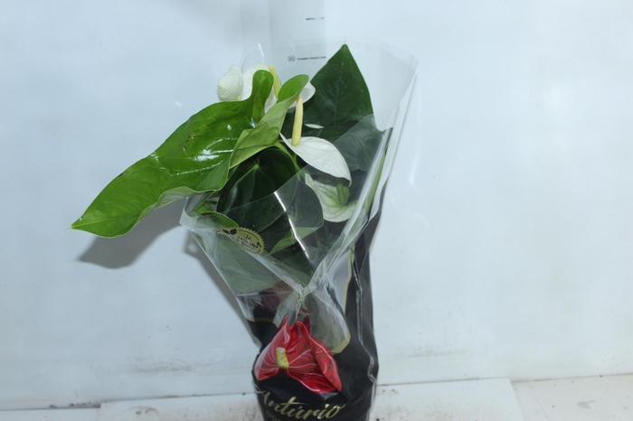 <h4>ANTHURIUM ALASKA P17 PREMIUM</h4>