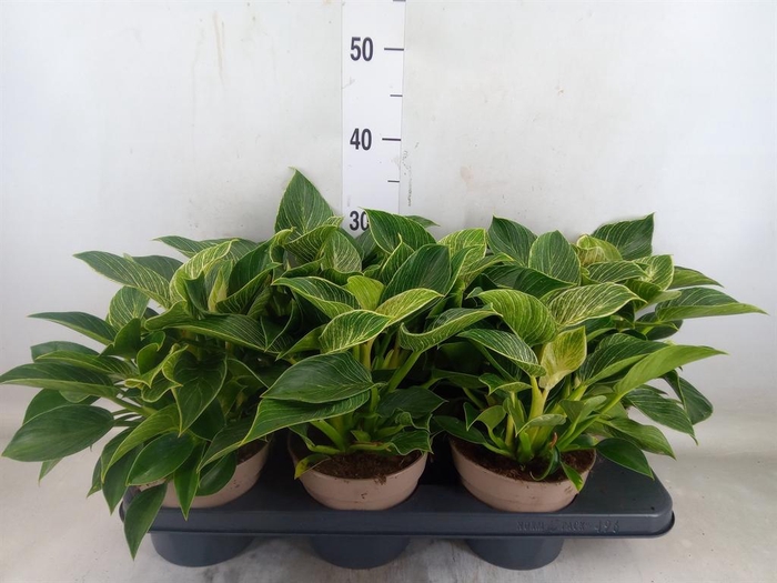 <h4>Philodendron   ...</h4>