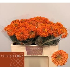 Tag E Promise Orange