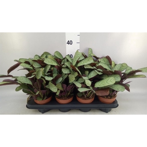 Ctenanthe burle-marxii 'Amagris'