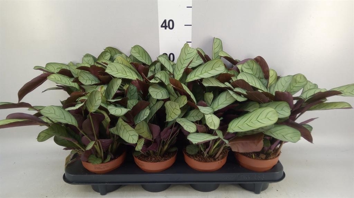 <h4>Ctenanthe burle-marxii 'Amagris'</h4>