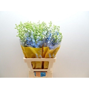 DELPH DU MAG FSKB WB