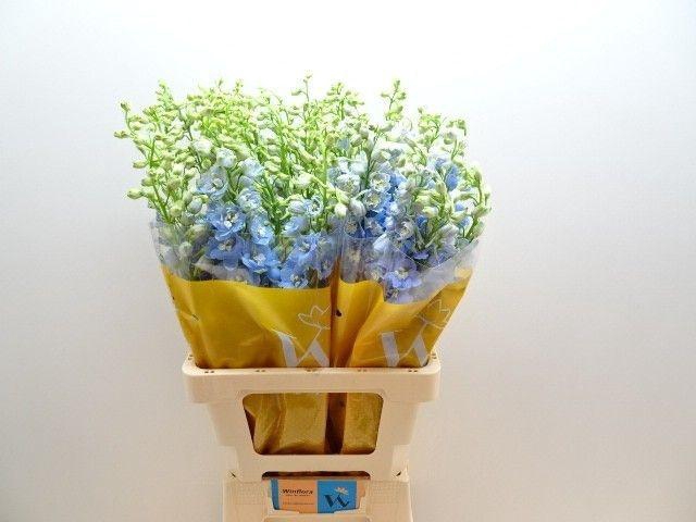 <h4>DELPH DU MAG FSKB WB</h4>