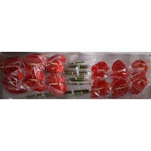 Anthurium andr. 'Naranja'