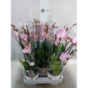 Phalaenopsis multi. 'Ant Antwerp'