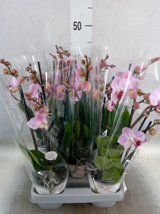 <h4>Phalaenopsis multi. 'Ant Antwerp'</h4>