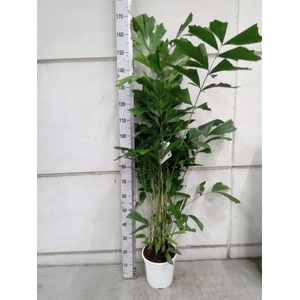 Caryota mitis