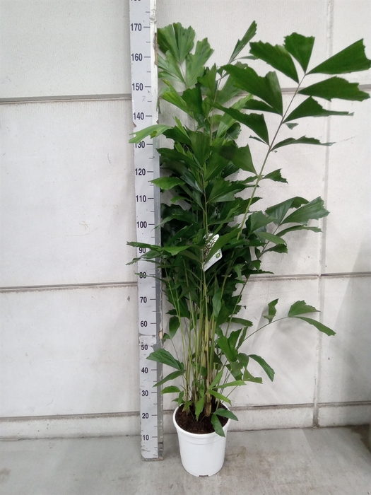 <h4>Caryota mitis</h4>