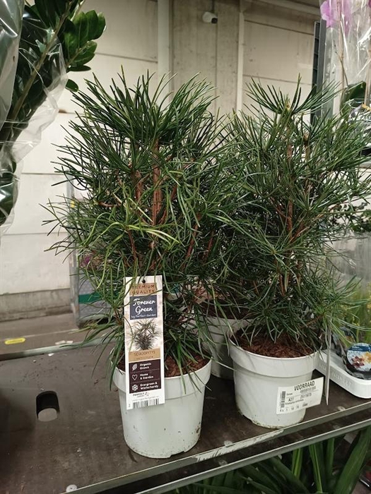 <h4>Sciadopitys verticillata</h4>