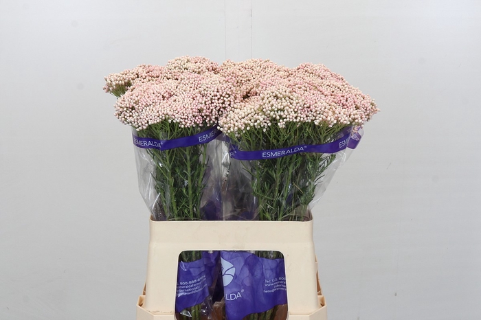 <h4>Ozothamnus Cooks Tall Pink</h4>