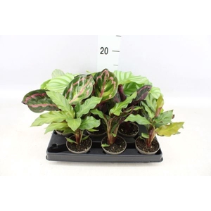 Calathea   ...